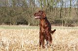 SETTER IRLANDAIS 395